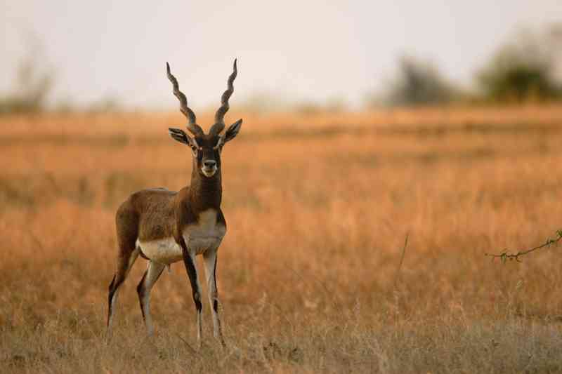 Wildlife in Thar Desert